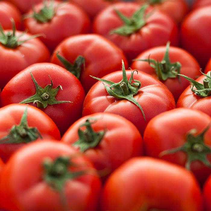 Featured image for “Working to a Brief 16: Tomatoes”